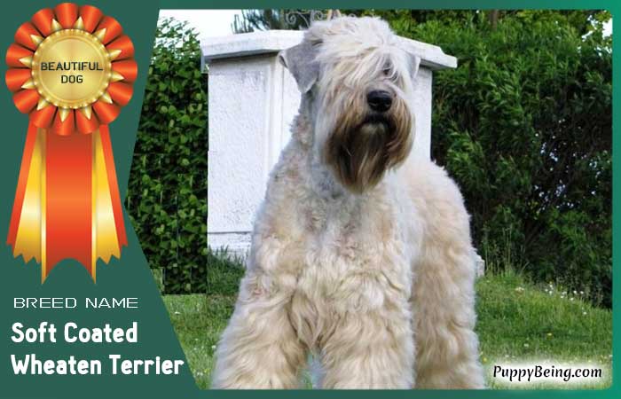 beautiful prettiest dog breeds 02 soft coated wheaten terrier