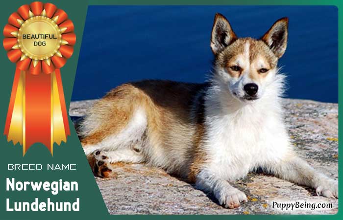 beautiful prettiest dog breeds 06 norwegian lundehund