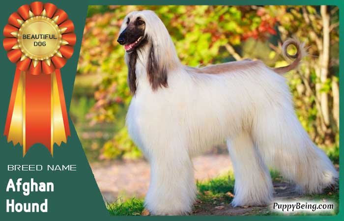 beautiful prettiest dog breeds 11 afghan hound