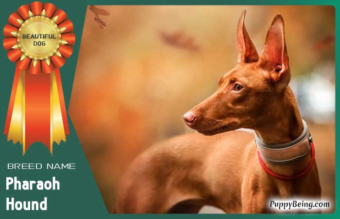 beautiful prettiest dog breeds 15 pharaoh hound
