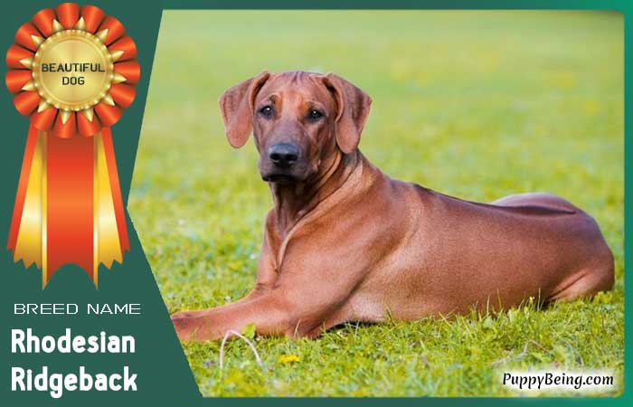 beautiful prettiest dog breeds 16 rhodesian ridgeback