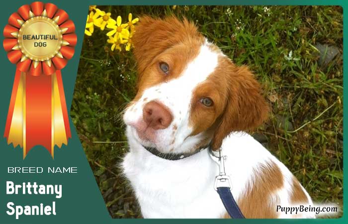 beautiful prettiest dog breeds 17 brittany spaniel