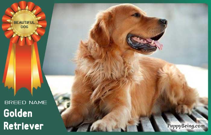 beautiful prettiest dog breeds 19 golden retriever