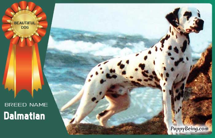 beautiful prettiest dog breeds 46 dalmatian