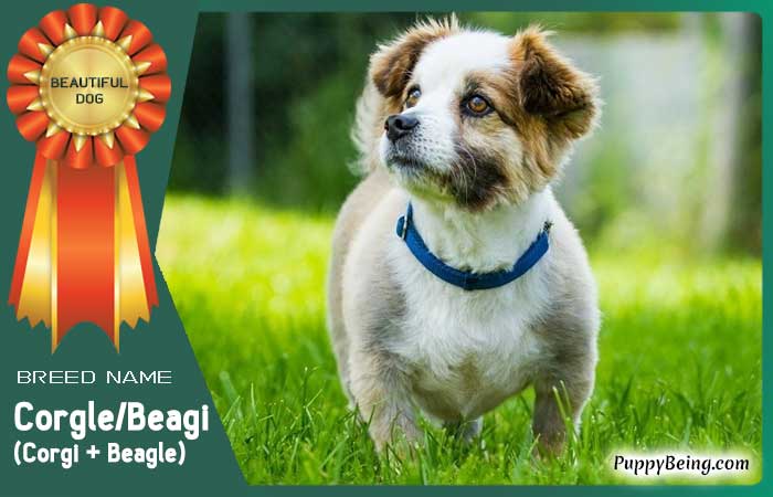 beautiful prettiest dog breeds 51 corgle beagi