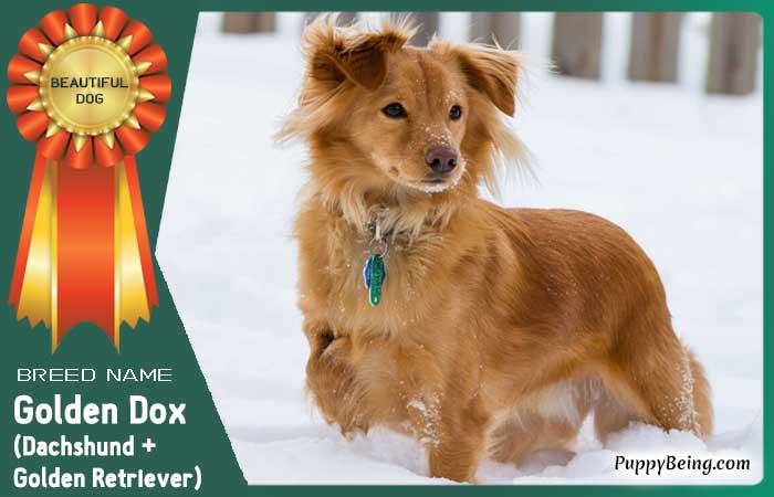 beautiful prettiest dog breeds 55 golden dox