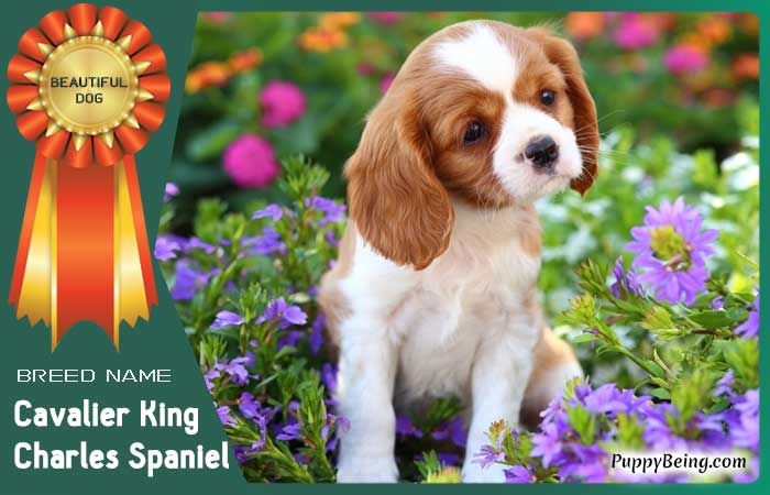 beautiful prettiest dog breeds 58 cavalier king charles spaniel