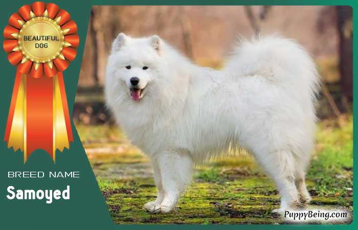 beautiful prettiest dog breeds 63 samoyed