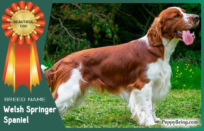 beautiful prettiest dog breeds 64 welsh springer spaniel