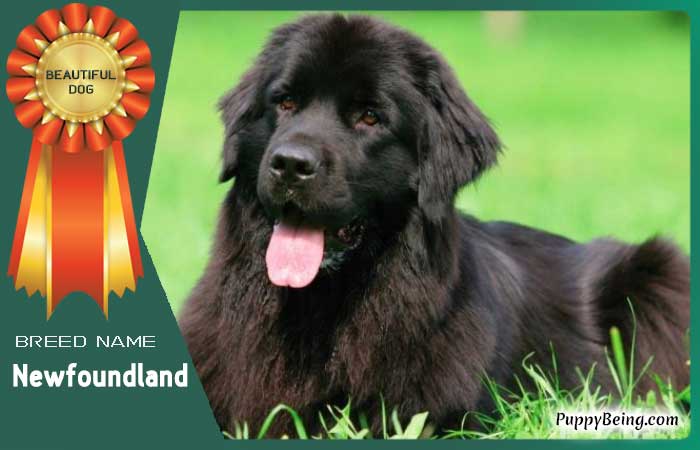 beautiful prettiest dog breeds 67 newfoundland