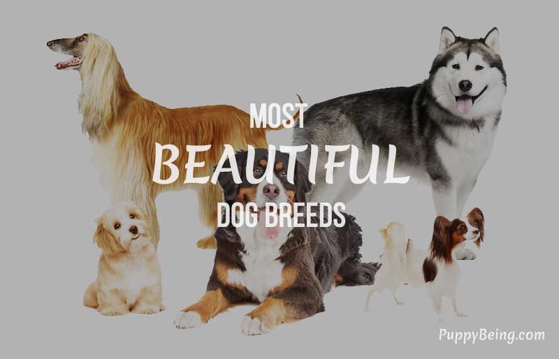 beautiful prettiest dog breeds list