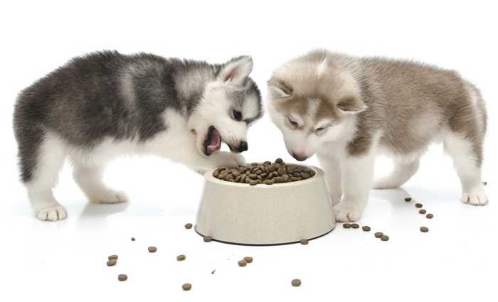 how to feed husky correctly