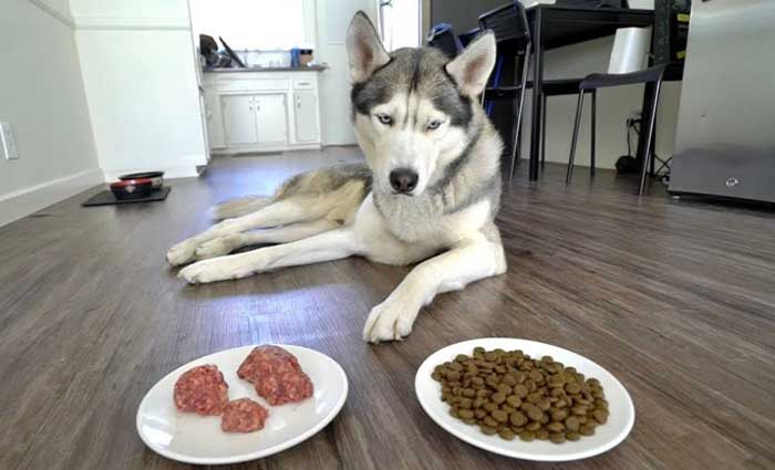 Best Dog Food For Siberian Huskies (Pups, Adults & Seniors)