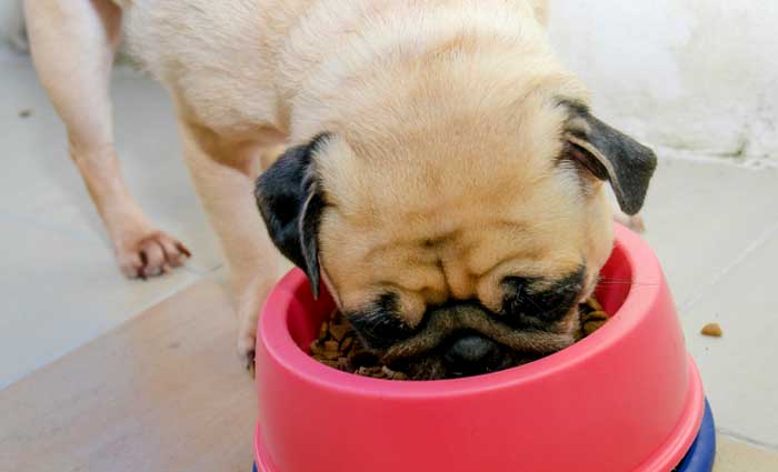 what pugs should eat
