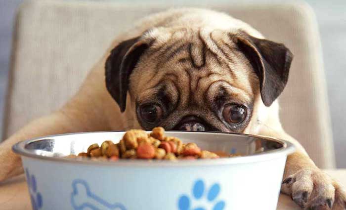 foods pugs cannot eat