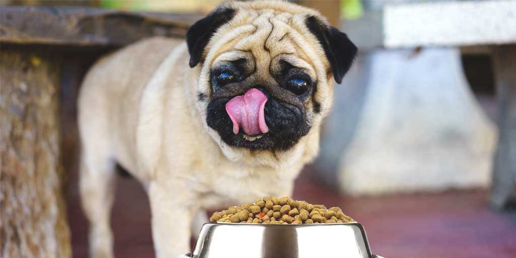 best dog food for pugs