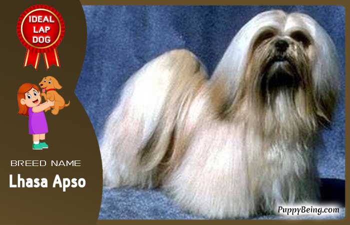 best lap dog breeds 05 lhasa apso
