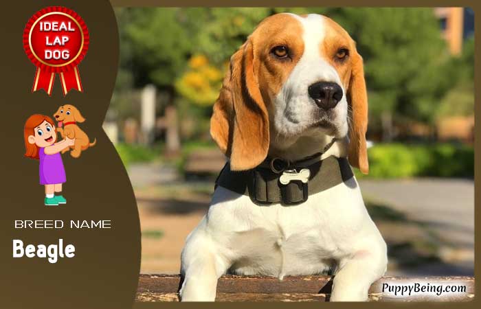 best lap dog breeds 07 beagle
