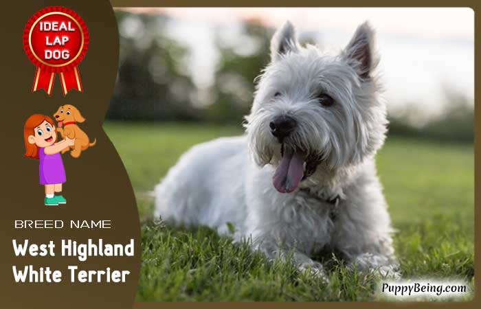 best lap dog breeds 10 west highland white terrier