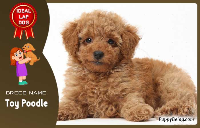 best lap dog breeds 11 toy poodle