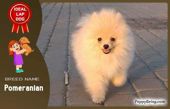 best lap dog breeds 18 pomeranian