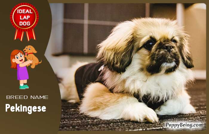 best lap dog breeds 19 pekingese