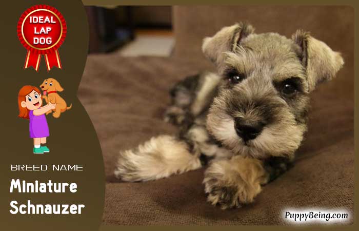 best lap dog breeds 21 miniature schnauzer
