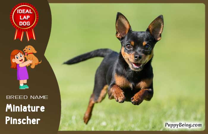 best lap dog breeds 22 miniature pinscher