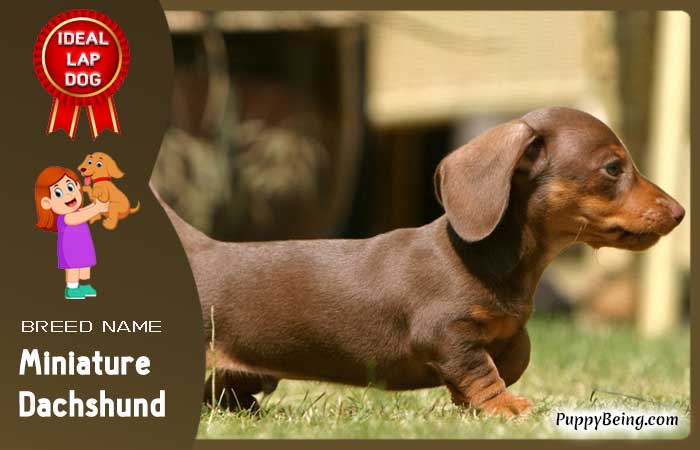 best lap dog breeds 23 miniature dachshund