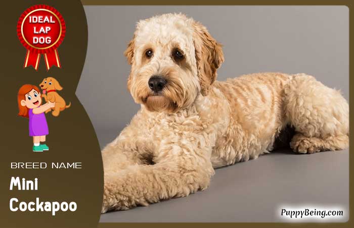 best lap dog breeds 25 mini cockapoo