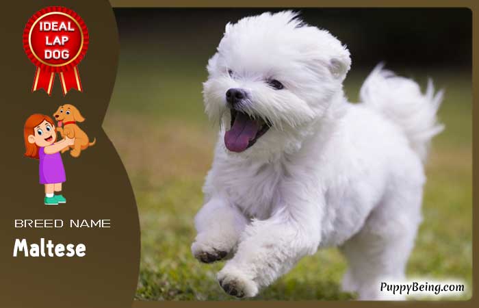 best lap dog breeds 26 maltese