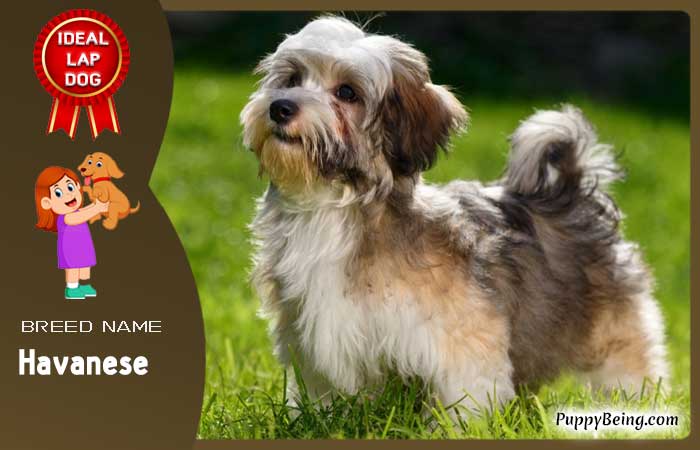 best lap dog breeds 29 havanese