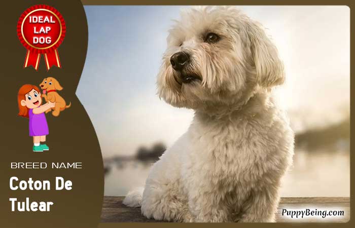 best lap dog breeds 32 coton de tulear