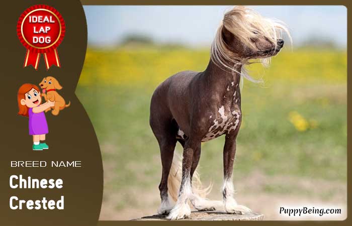 best lap dog breeds 34 chinese crested