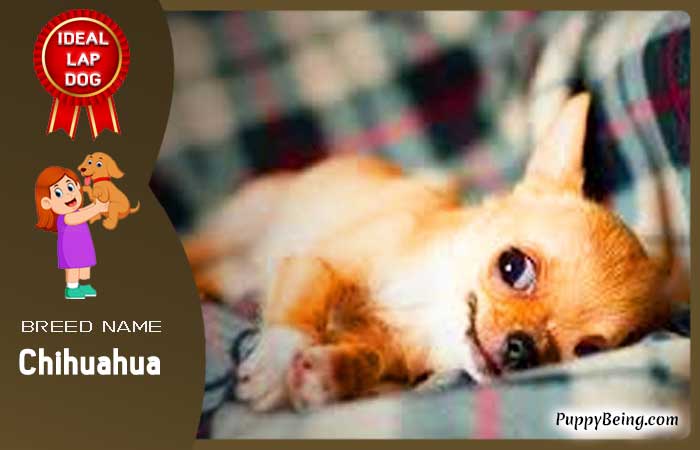 best lap dog breeds 35 chihuahua