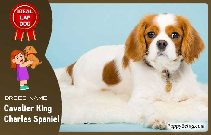 best lap dog breeds 36 cavalier king charles spaniel