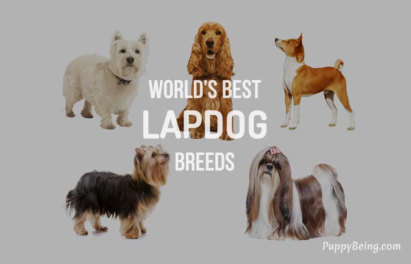 best lap dog breeds list