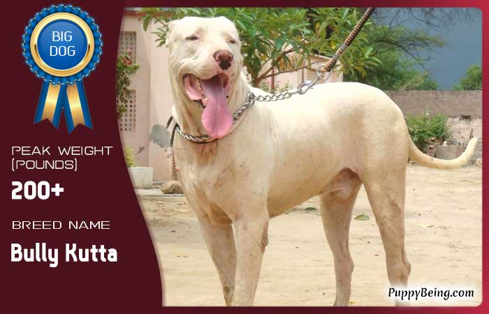 biggest largest dog breeds 03 bully kutta