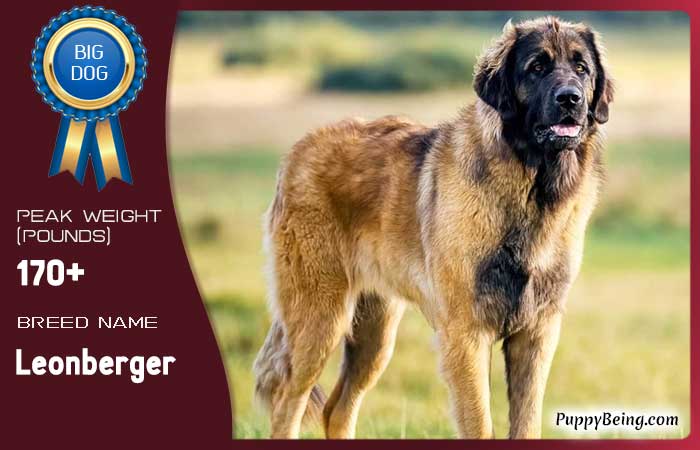 biggest largest dog breeds 07 leonberger