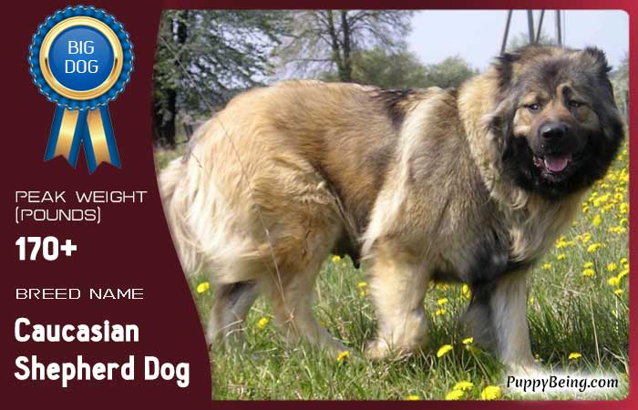 biggest largest dog breeds 08 caucasian shepherd dog
