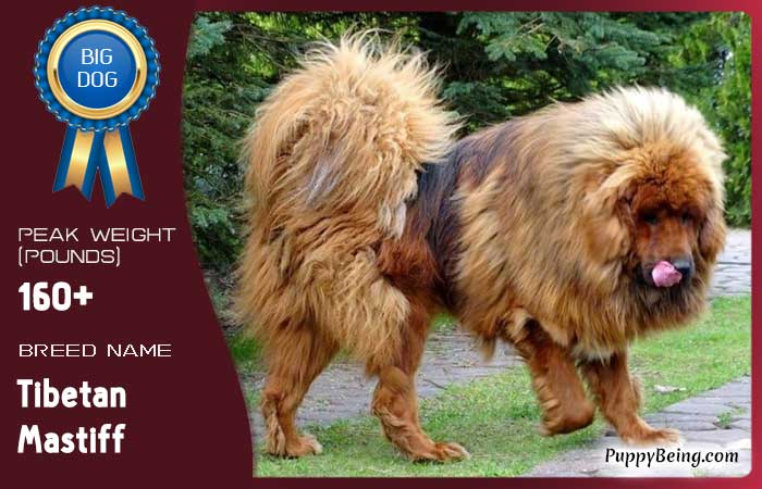 biggest largest dog breeds 09 tibetan mastiff