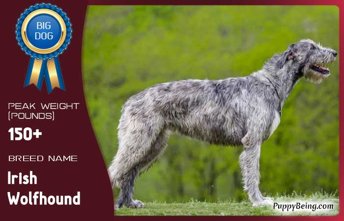 biggest largest dog breeds 12 irish wolfhound