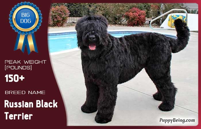 biggest largest dog breeds 13 russian black terrier