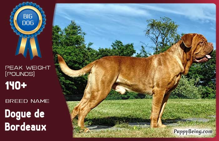 biggest largest dog breeds 16 dogue de bordeaux
