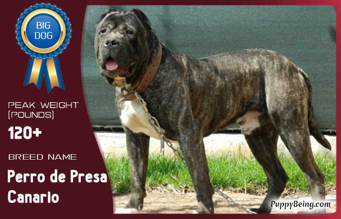 biggest largest dog breeds 23 perro de presa canario
