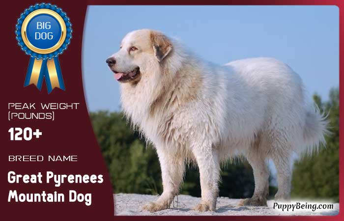 biggest largest dog breeds 24 great pyrenees mountain dog
