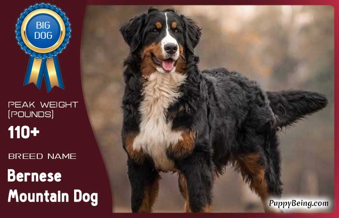 biggest largest dog breeds 25 bernese mountain dog