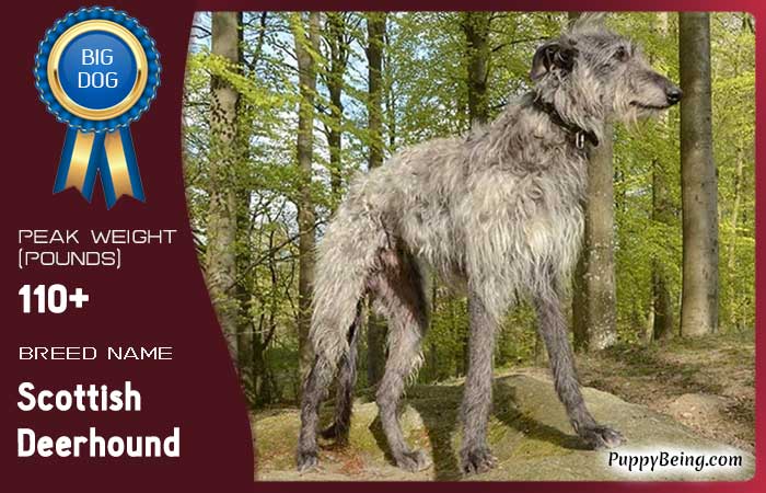 biggest largest dog breeds 27 scottish deerhound