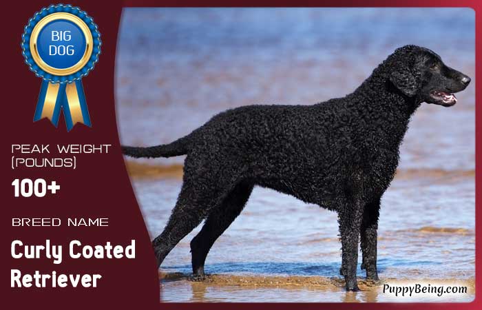 biggest largest dog breeds 32 curly coated retriever