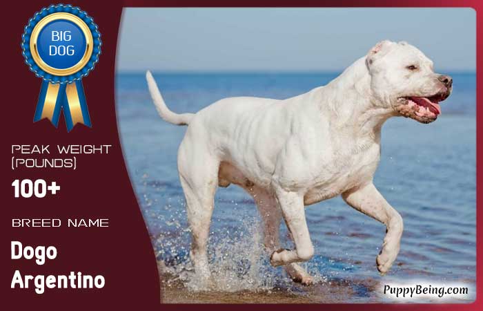 biggest largest dog breeds 34 dogo argentino
